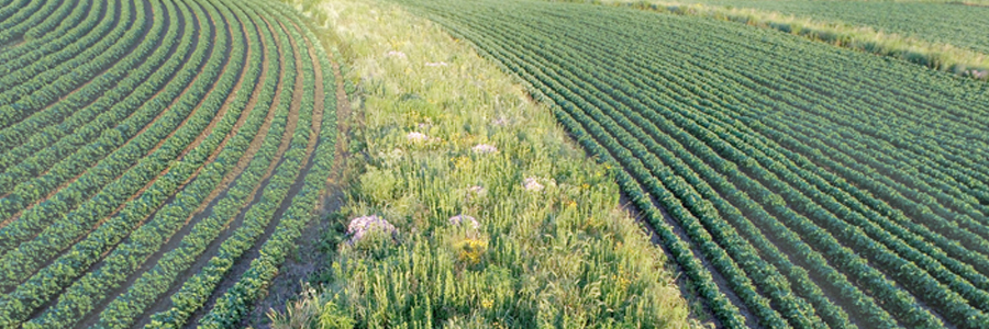 Prairie Strip